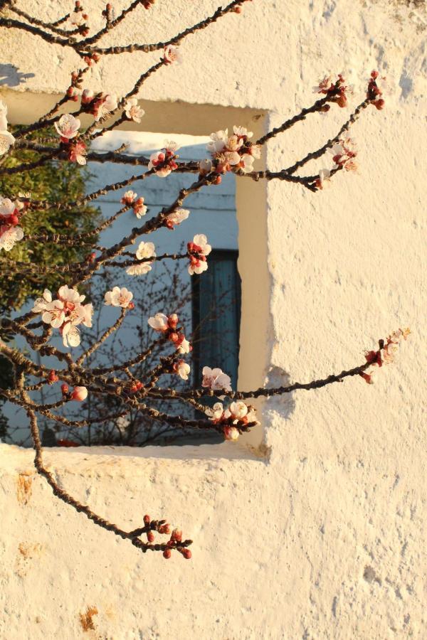 Masseria Piccole Taverne Rosa Marina Dış mekan fotoğraf