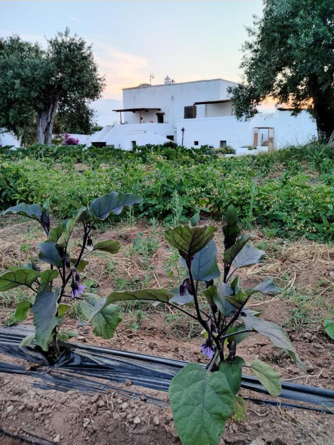 Masseria Piccole Taverne Rosa Marina Dış mekan fotoğraf